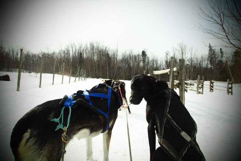 Illustration for article titled Where the Dogs Are: A Dogsledding Photo Diary